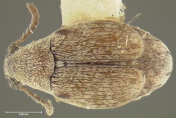 Media type: image;   Entomology 4468 Aspect: habitus dorsal view